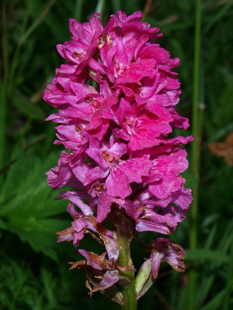 Dactylorhyza strana dal Cansiglio(forse hybr. intergenerico)